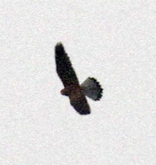Falco tinnunculus