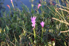 Arethusa bulbosa