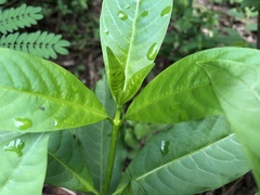Rauvolfioideae