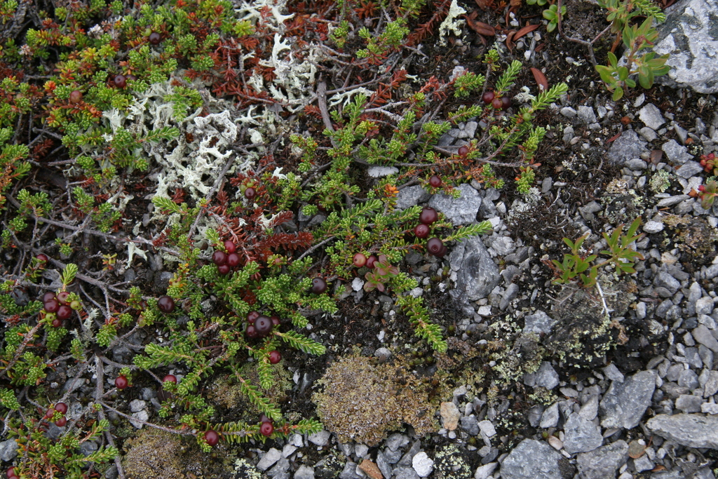 Rock Crowberry