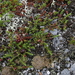 Rock Crowberry - Photo (c) tyler_hoar, some rights reserved (CC BY-NC-ND), uploaded by tyler_hoar