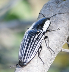Chalcolepidius approximatus