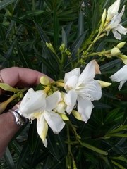 Nerium oleander