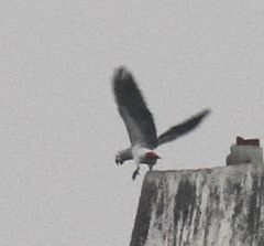 Psittacus erithacus erithacus