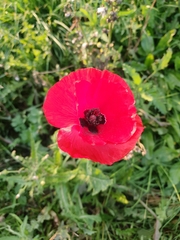 Papaver rhoeas
