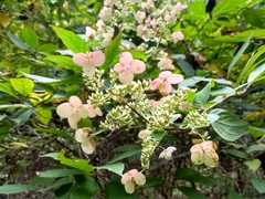 Hydrangea chinensis