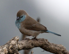 Uraeginthus angolensis