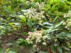 Hydrangea chinensis