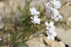 Linum suffruticosum