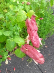 Justicia brandegeeana