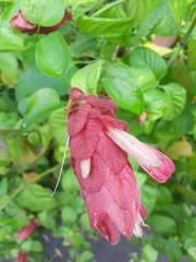 Justicia brandegeeana