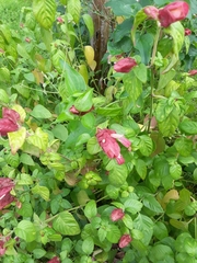 Justicia brandegeeana