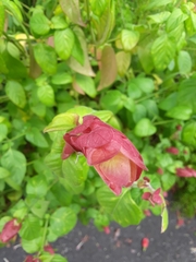 Justicia brandegeeana