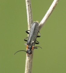 Cantharis pulicaria