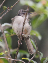 Prinia subflava