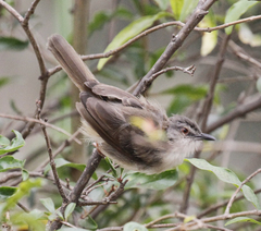 Prinia subflava