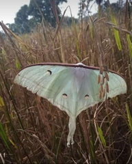 Actias
