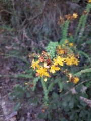 Hypericum thymifolium