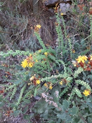Hypericum thymifolium