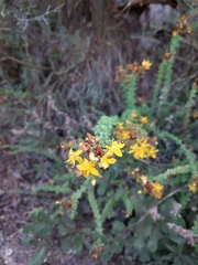 Hypericum thymifolium