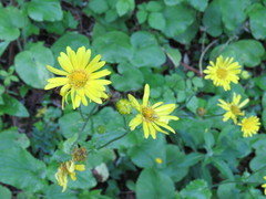 Doronicum pardalianches