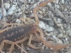 Centruroides baldazoi