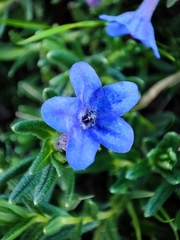 Glandora prostrata