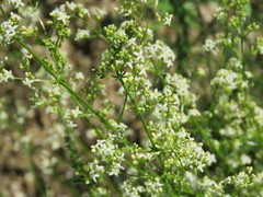 Galium lucidum