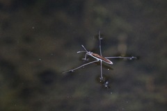 Limnoporus