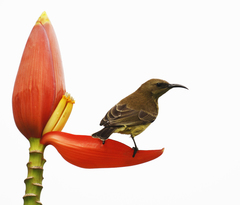 Chalcomitra fuliginosa