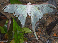 Actias selene
