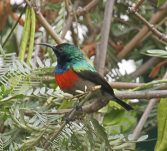 Cinnyris chloropygius