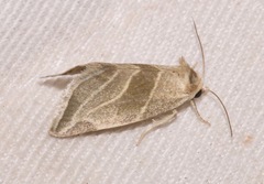 Plagiomimicus tepperi