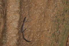 Plethodon dixi