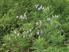 Adenophora divaricata