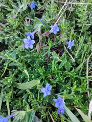Glandora prostrata