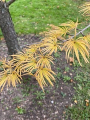 Pseudolarix amabilis