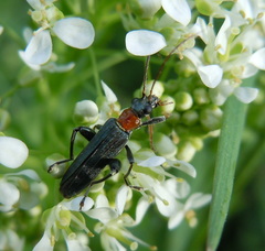 Oedemera croceicollis