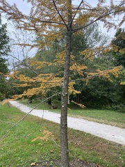 Pseudolarix amabilis