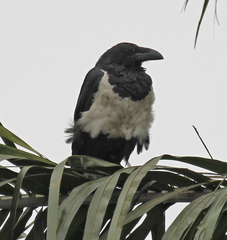 Corvus albus
