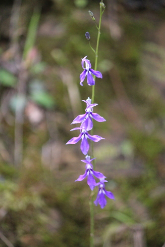 Image of Apache Lobelia (Lobelia anatina) by (c) José Belem Hernández Díaz, some rights reserved (CC BY)