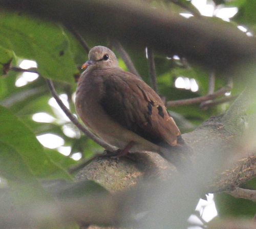 Blue-spotted Wood-Dove