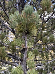 Pinus