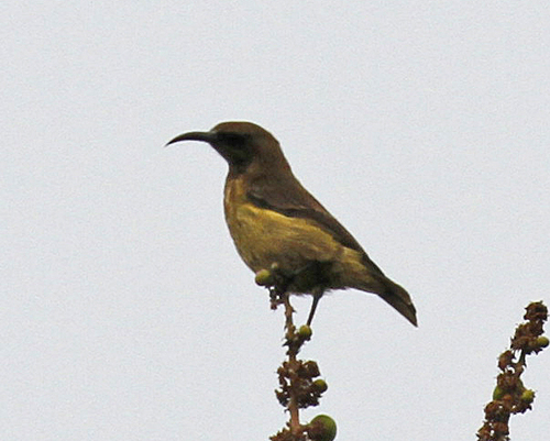 Carmelite Sunbird