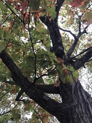 Quercus rubra
