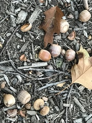 Quercus rubra