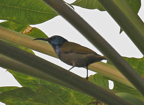 Green-headed Sunbird