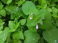 Lamium purpureum