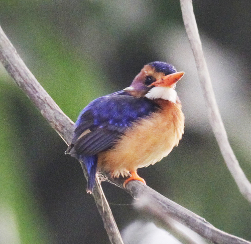African Pygmy Kingfisher