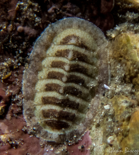 Grey Mail-shell,  Dreischor, Het Gemaal, Nederland, photo 10 of 10